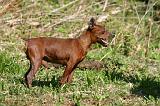 PINSCHER NAIN 103
